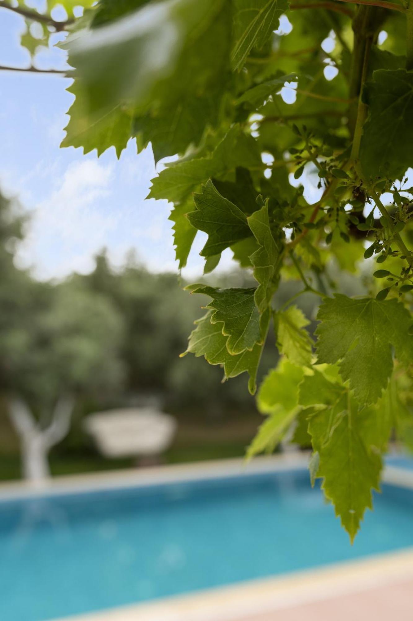 Grape Datca Hotel Kızlanköy Exterior photo